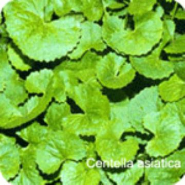 Centella Asiatica P.E